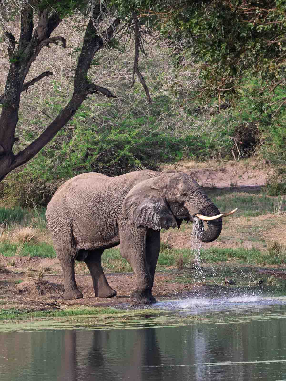 Elephant photographed at Tembe Elephant Par