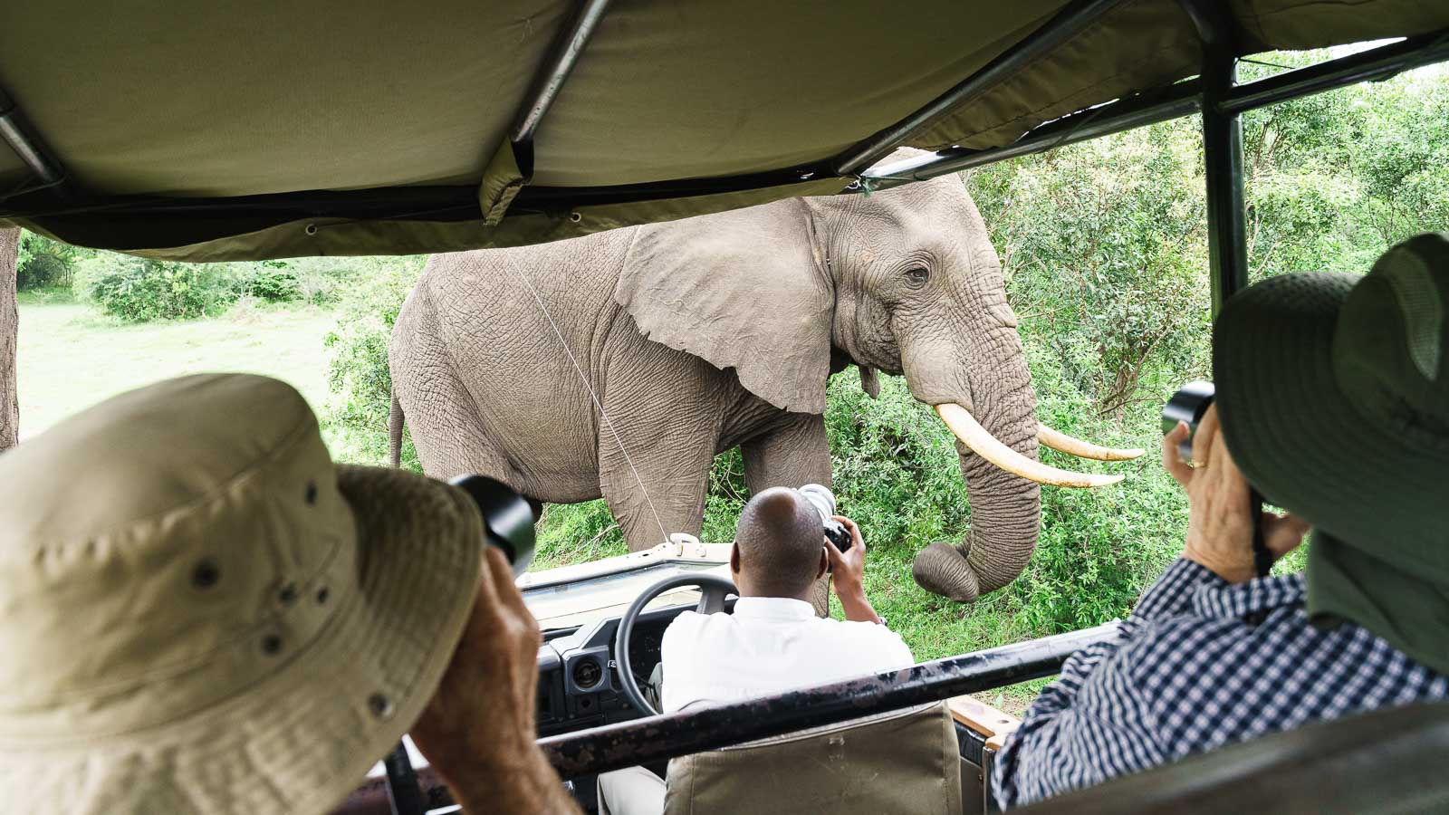 Wildlife photographer photographing from a game drive vehicl