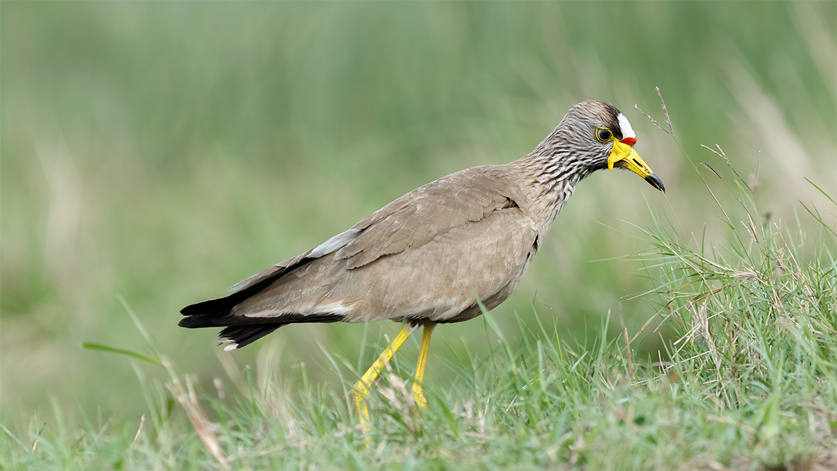 Birding Workshop South Africa Bird photographed at the Rory Baker Bird Photography Workshop in South Africa