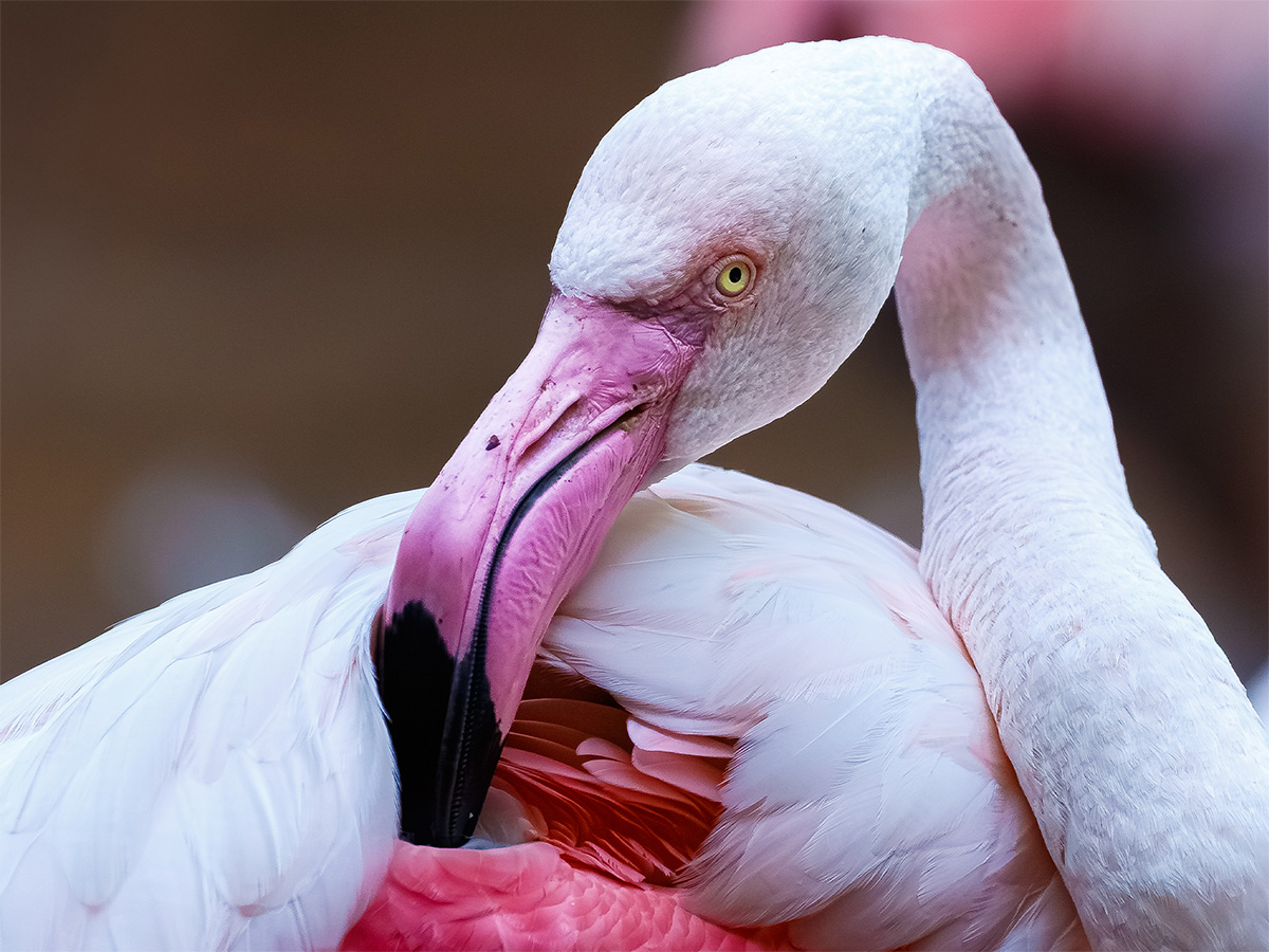 Bird Photography Workshop South Africa | Rory Baker Photography zaagkuilsdrift bird photography