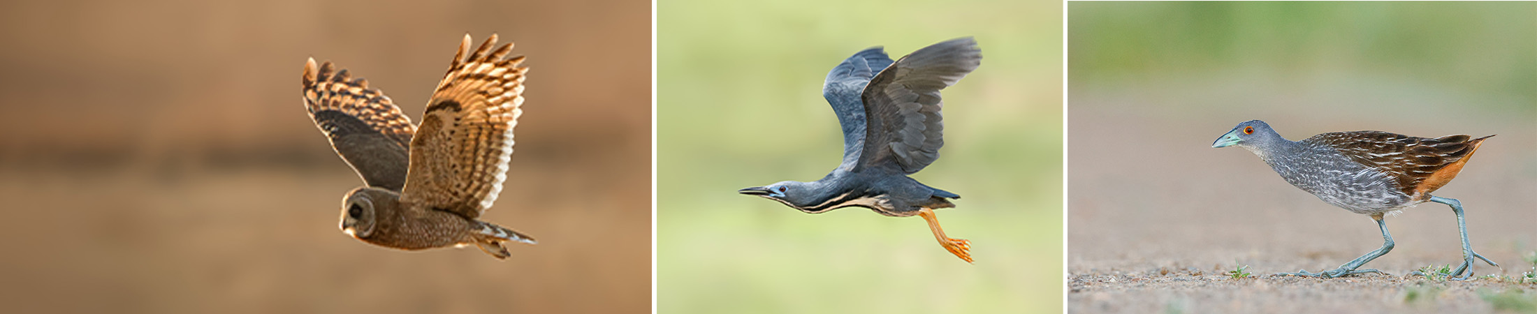 Birding Photography Workshop South Africa zaagkuilsdrift birds