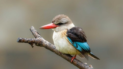 Essentials Boot Camp