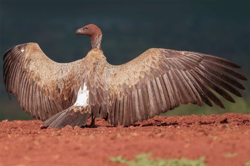 Lightroom Classic Masterclass - Randburg