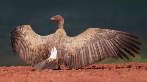 Lightroom Classic Masterclass - Randburg
